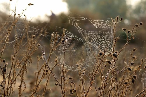 spider web  brambles  thorns