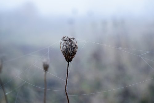 spider web  white  nature