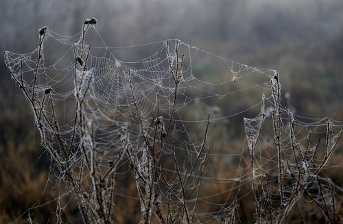 spider web  drops  dew