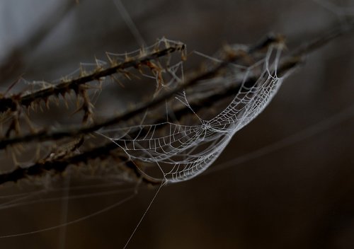 spider web  drops  dew