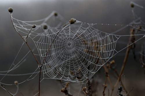 spider web  drops  dew