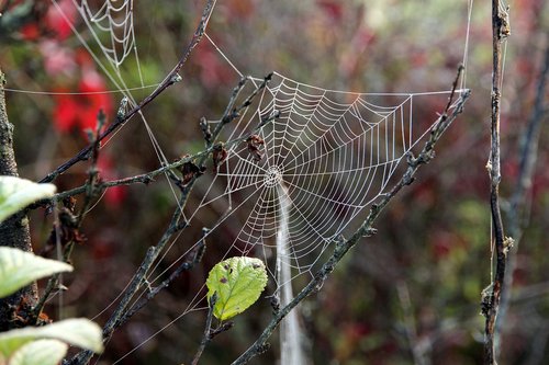 spider web  dry  branch