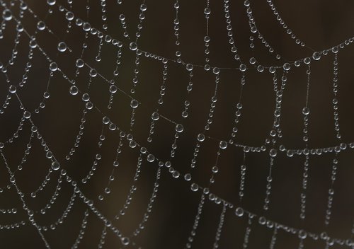 spider web  drops  water