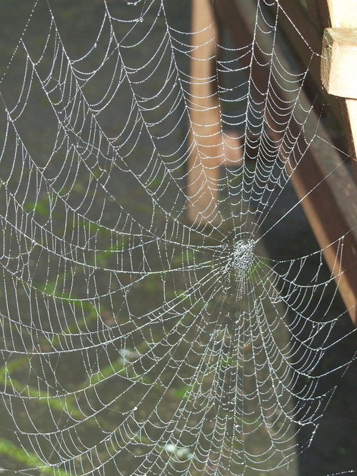 spider web  spider  cobweb