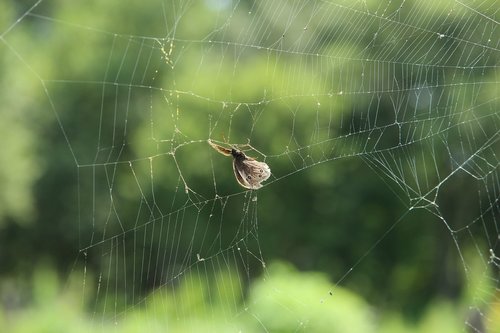 spider web  butterfly  victim