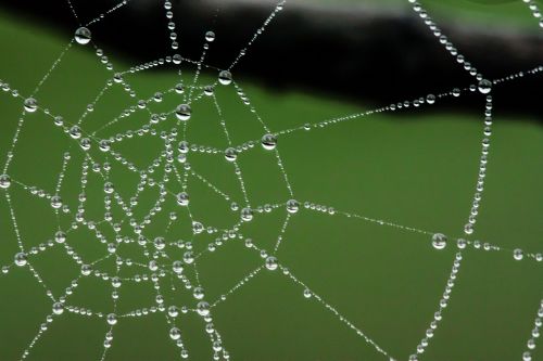 spider web web water