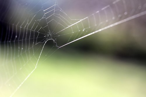 spider web  cobweb  nature
