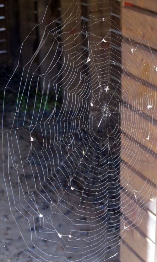 spider web spiderweb spider