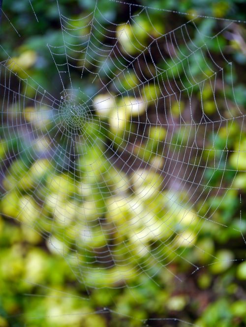 spider web spider cobweb