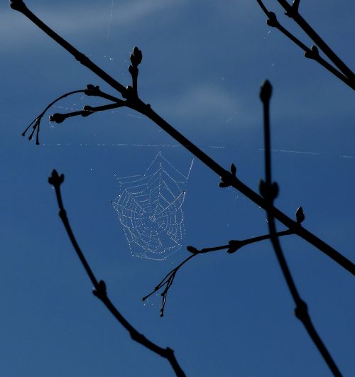 spider web dew blue sky