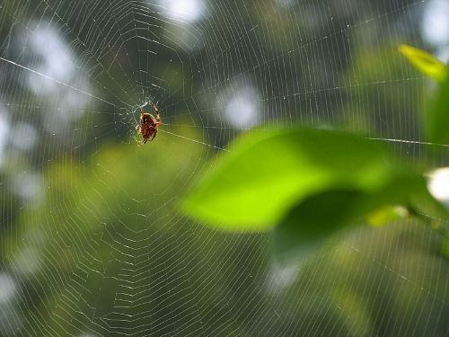 spider web spider pattern