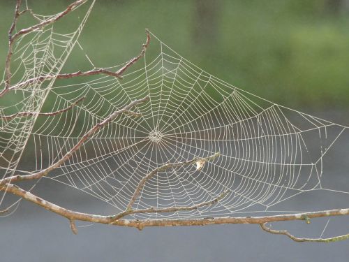 spider web dew pattern