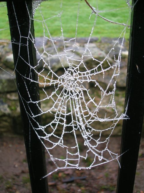 spider web frozen spider