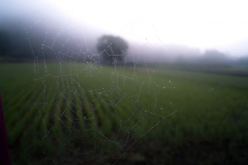 spider web web cobweb