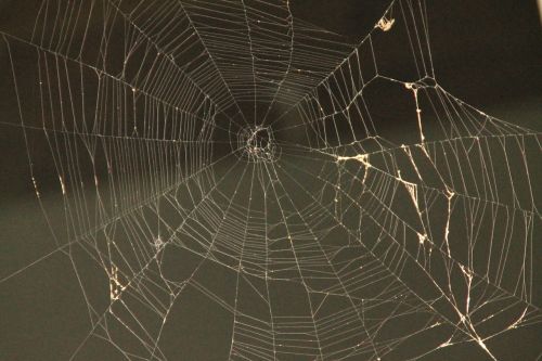 spider web web spider spider