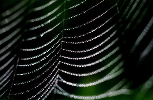 spider web dew web