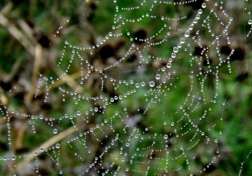 spider web dew place