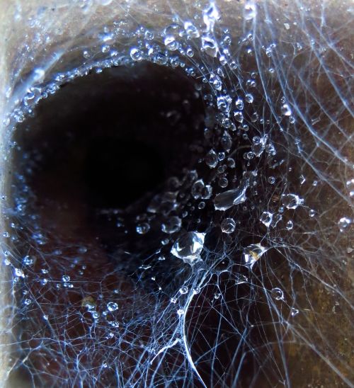spider web spider water drops