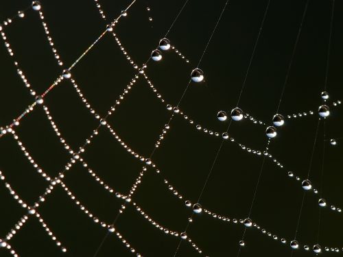 Spider Web Macro