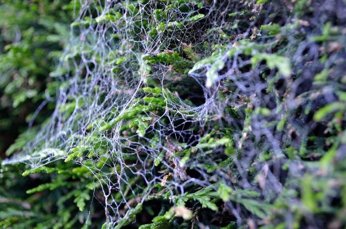 Spider Web On Bushes