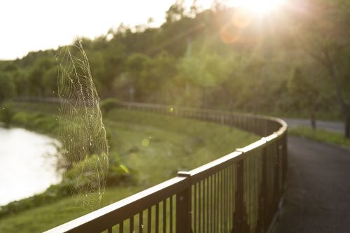 spider webs garden bright