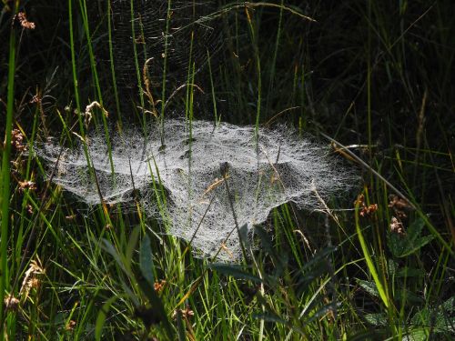spider webs dew meadow