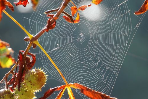 spider webs weave spin