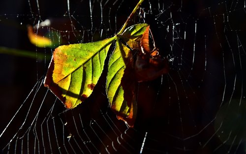 spider webs  leaf  nature