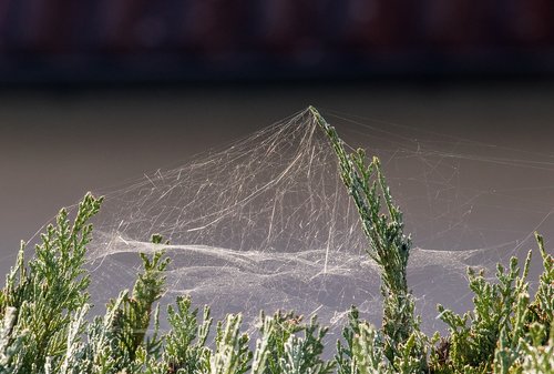 spider webs  cobweb  web