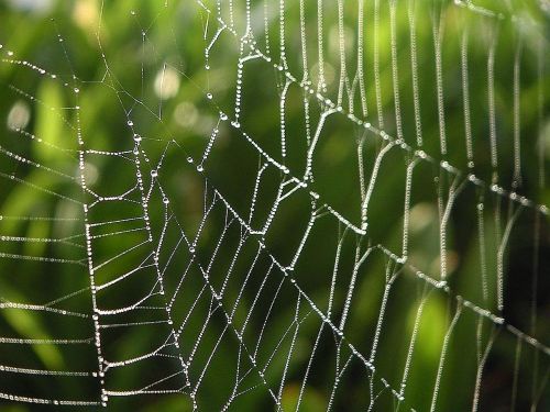 spider webs drops dew