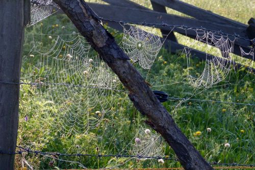 spider webs tender back light
