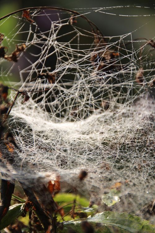 spider webs autumn indian summer