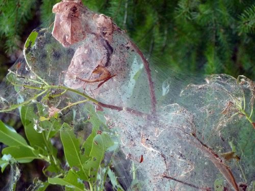 spider webs covered tree