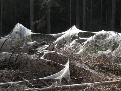 spider webs weird forest