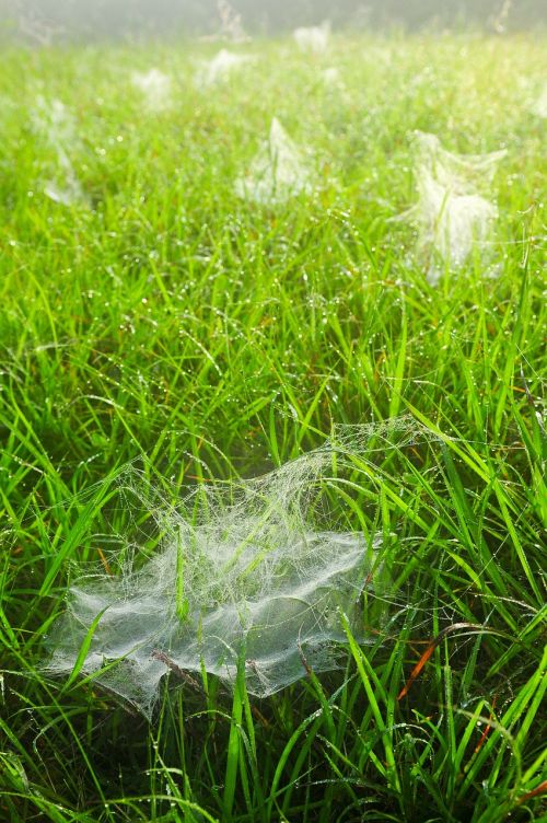spider webs grass dew