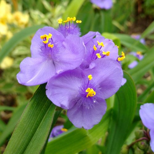 spider-wort purple flower