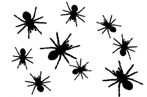 Spiders