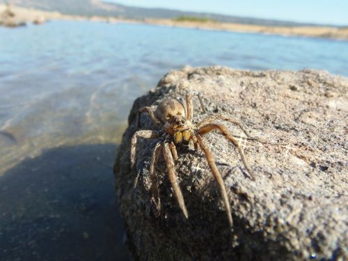 spiders tarantula insects