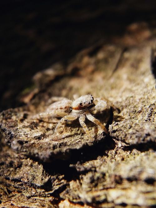 spiders animal insect