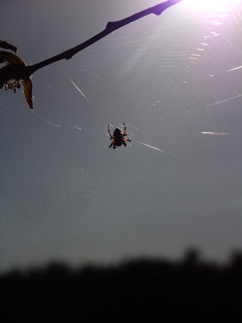 spiders forest trees