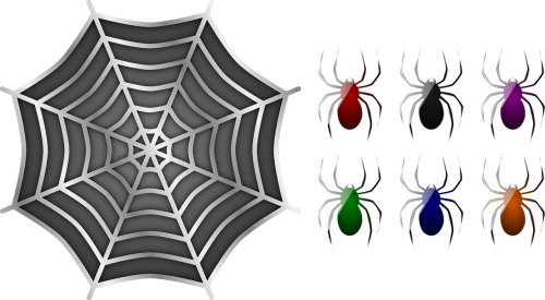 spiders spider web
