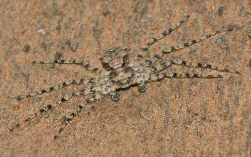 spiders araneae philodromus