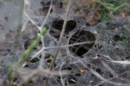 Spider&#039;s Web