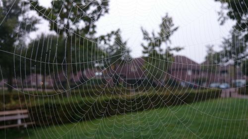 spider's web cobweb spider
