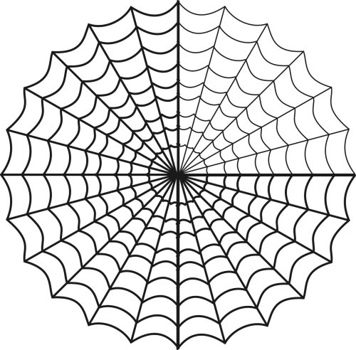 spider's web biology nature