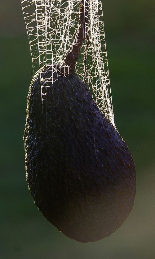 spider's web web avocado