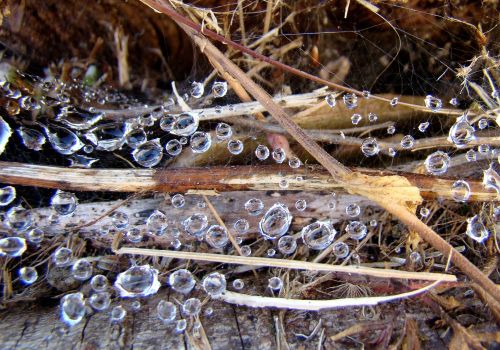 Spiders Web After The Rain