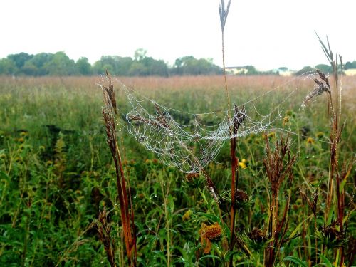 spiderweb dew prairie