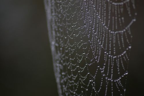 spiderweb dew macro