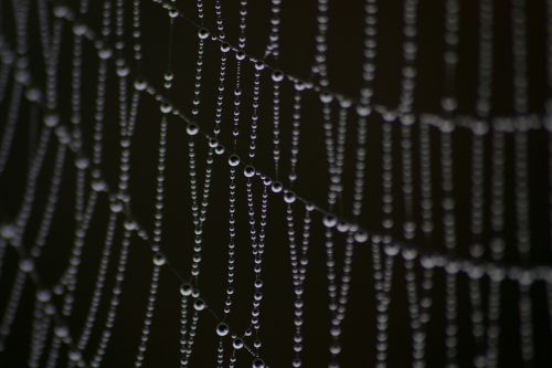 spiderweb dew droplets
